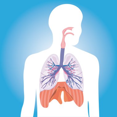 Human respiratory system illustration clipart