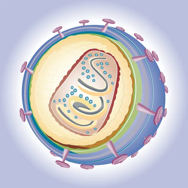 Illustration of HIV medical illustration — 图库照片
