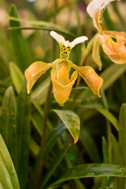 Sarı orkide paphiopedilum