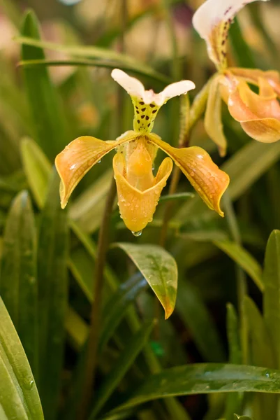 Żółta Orchidea, paphiopedilum — Zdjęcie stockowe
