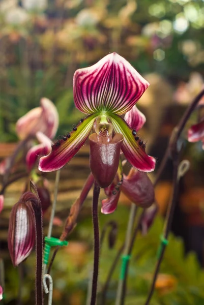 Mor orkide paphiopedilum barbatum — Stok fotoğraf