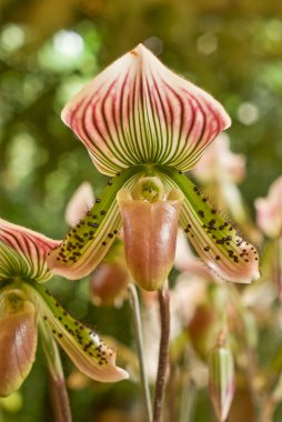 nadir orkide paphiopedilum Tayland