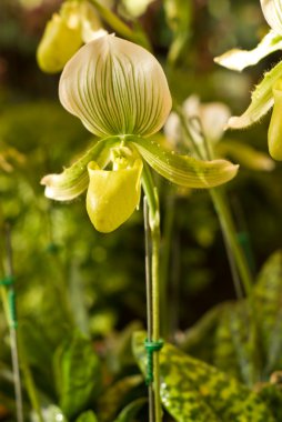 nadir orkide paphiopedilum Tayland