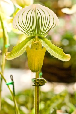 nadir orkide paphiopedilum Tayland