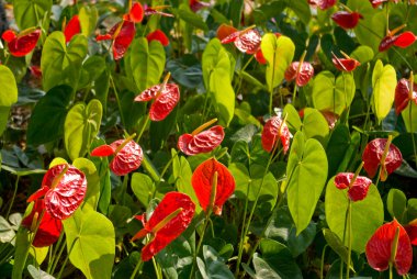 Anthurium, flamingo çiçeği