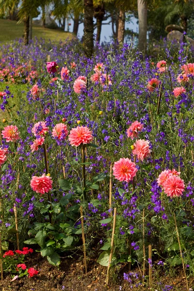 Flor rosa, Dahlia —  Fotos de Stock