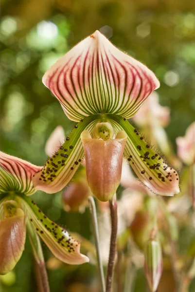 Sällsynt orkidé i thailand, paphiopedilum — Stockfoto