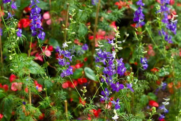 野生の花の植物、紫と赤の花 — ストック写真