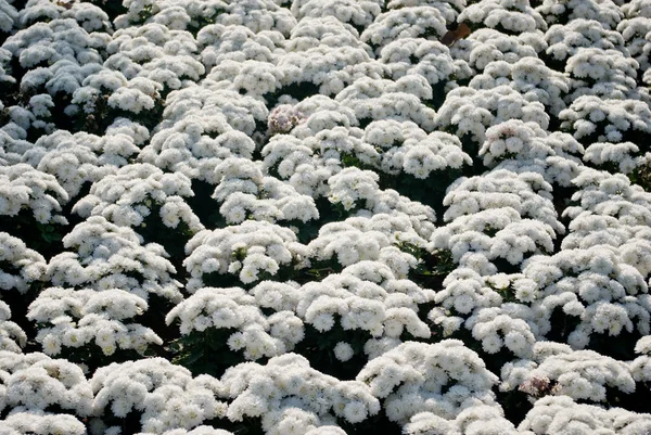 Modèle de plante de fleur blanche — Photo