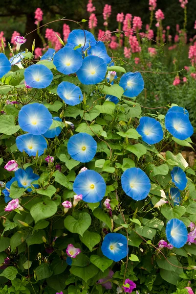Mavi çiçek, sabah zafer çiçek — Stok fotoğraf