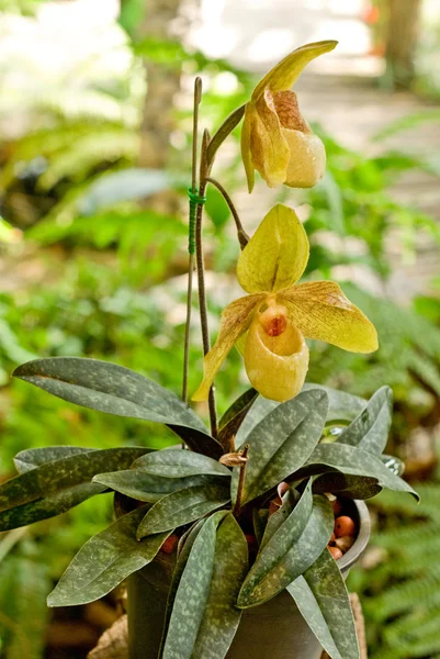 Rzadko orchidea w Tajlandii, paphiopedilum — Zdjęcie stockowe