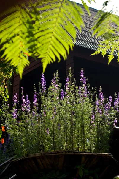 Paarse bloem plant in de mand — Stockfoto