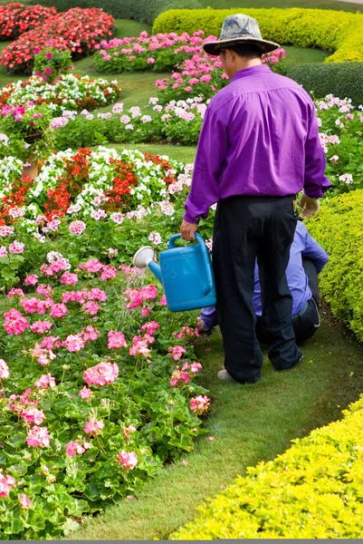 Água de jardineiro as flores — Fotografia de Stock