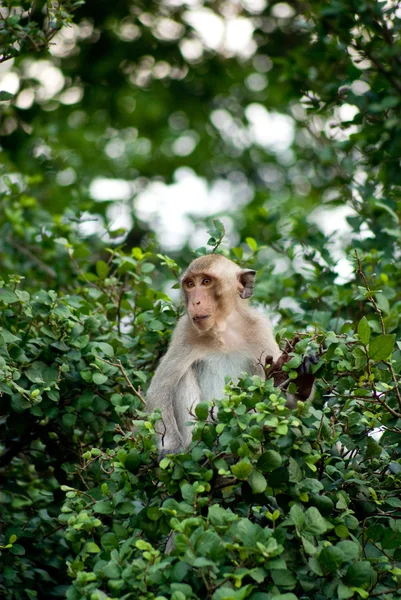 stock image Monkey sit on the tree top in the forest