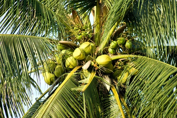 Coco verde sobre cocotero — Foto de Stock