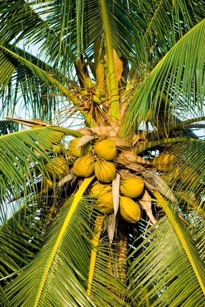 Coco amarillo sobre cocotero — Foto de Stock
