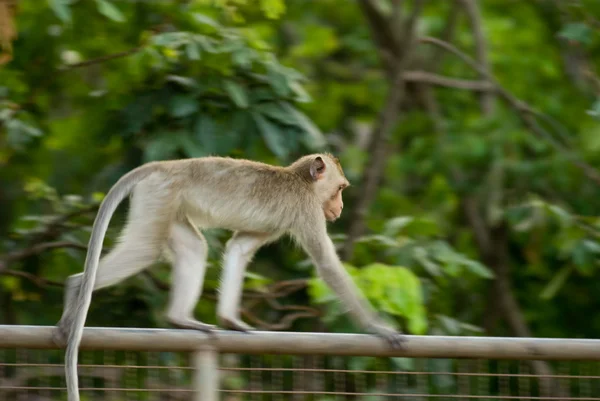 stock image Monkey run on the wall