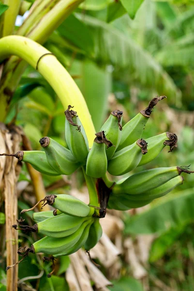 Зеленый банан на дереве — стоковое фото