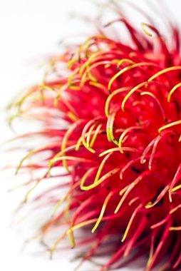 rambutan meyve, abstact arka kısmı