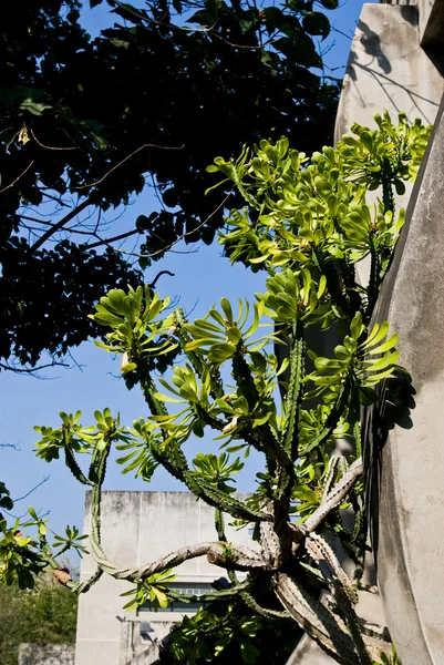 Växter med Taggar bredvid byggnaden — Stockfoto