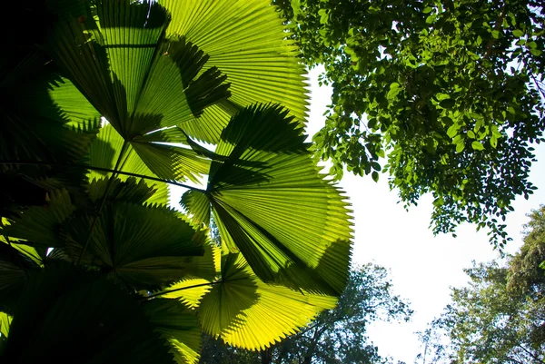 Grünes Palmblatt mit Baumkronen — Stockfoto