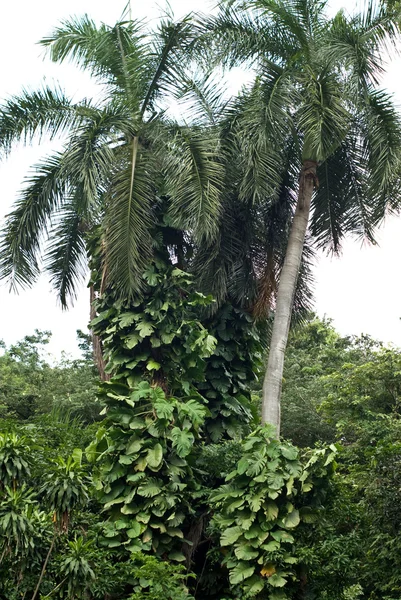 与植物和常春藤的椰子树 — 图库照片