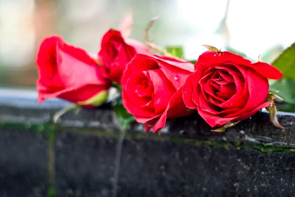 Vörös rózsa, szeretet fogalma — Stock Fotó