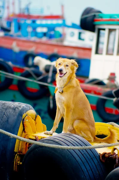 Yellow dog in the fisherman ship