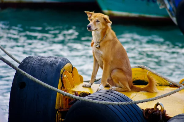 Perro sentado en el barco pescador — Foto de Stock