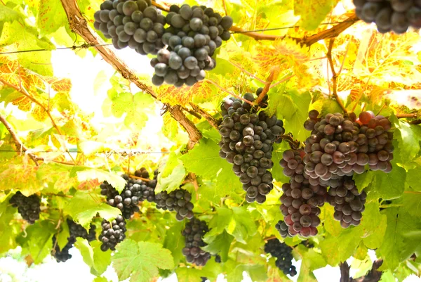 Rypäleet puussa, viinitarhat — kuvapankkivalokuva