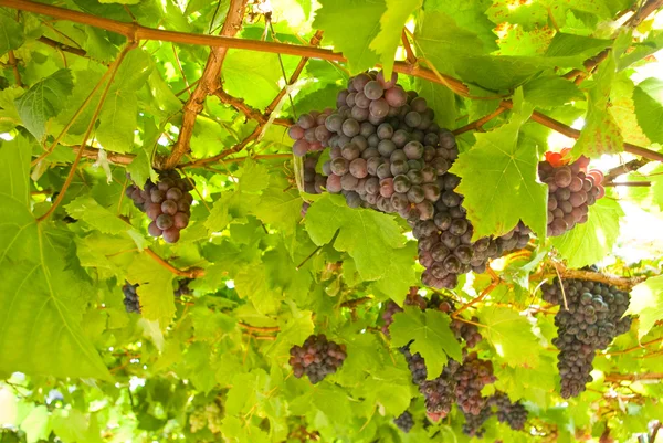 A fa, szőlő szőlő gyümölcs — Stock Fotó
