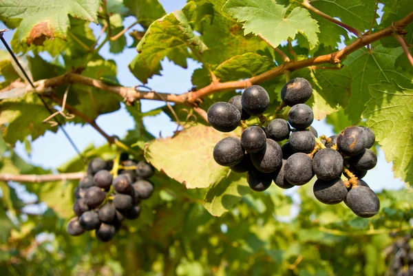 Rypäleet puussa, viinitarhat — kuvapankkivalokuva