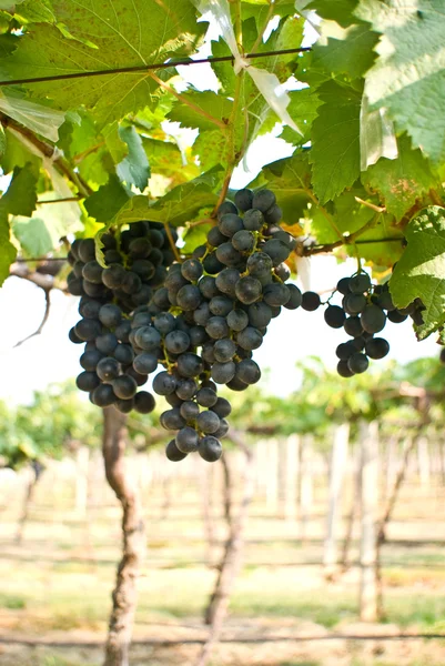 Szőlő, szőlő gyümölcs fa — Stock Fotó