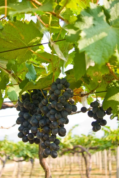Grape fruit on tree, Vineyards in Thailand — Stock Photo, Image