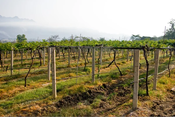 stock image Vineyards, Grape plats field in the farm