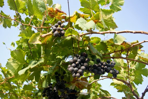 Grape fruit op boom, wijngaarden — Stockfoto