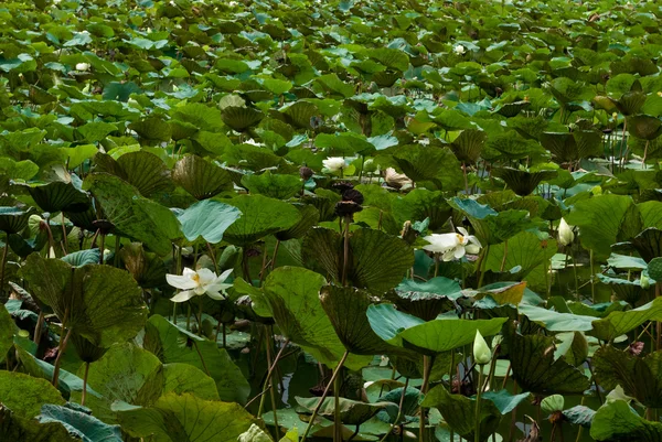 Lotus v oblasti bažina — Stock fotografie