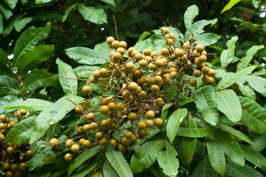 Longan ağaç, meyve grubu