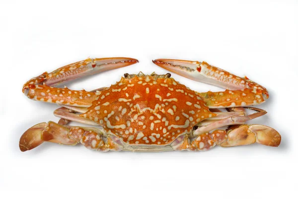 Kokt krabba, fisk och skaldjur isolerade — Stockfoto
