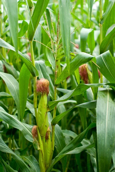 Árbol de maíz — Foto de Stock