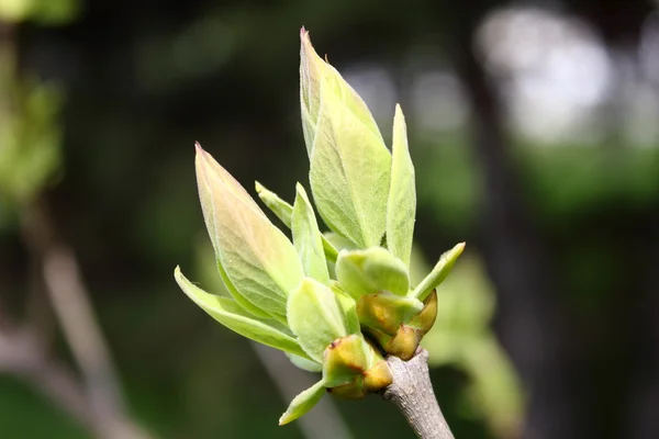 라일락의 새 잎 — 스톡 사진