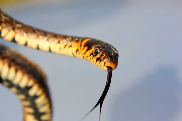 Молодая змея — стоковое фото