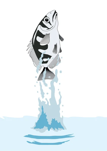 Levrek balığı — Stok Vektör