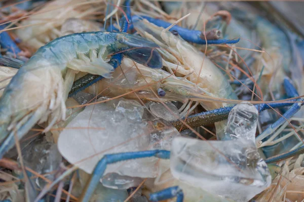 stock image Fresh shrimp in thailand