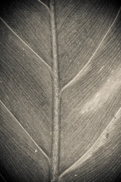 stock image Leaf abstract with black white