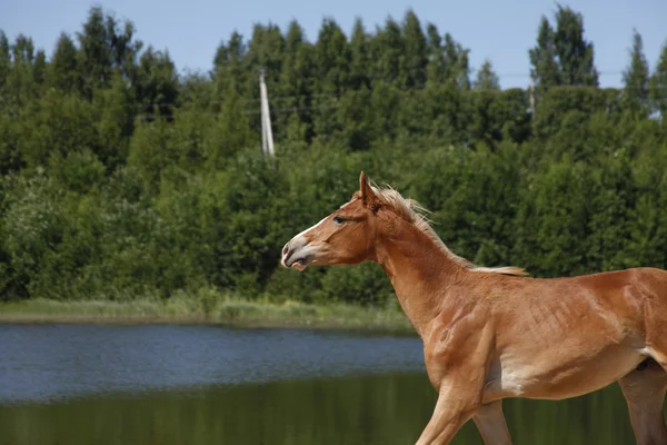 Cavalo contra o fundo do lago — Fotografia de Stock