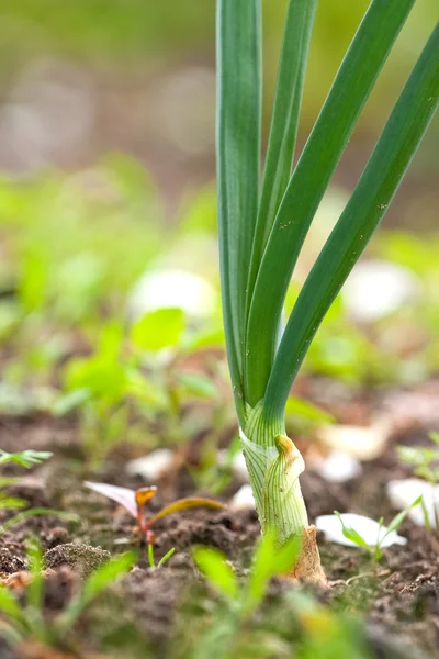 stock image Spring onion