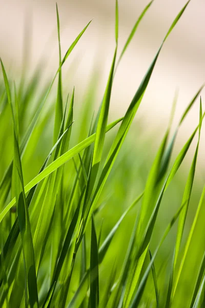 Gräs bakgrund — Stockfoto