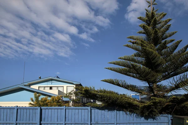 Blue house with Norfolk pine — Stock Photo, Image
