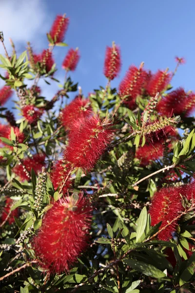 Red flowers of the pohutukawa tree — Stock Photo, Image